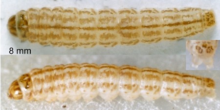 Limnaecia phragmitella