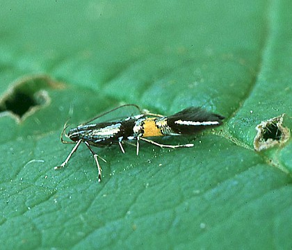 Adult &bull; Dordogne, France &bull; &copy; Ian Kimber