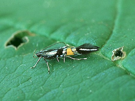 Cosmopterix orichalcea