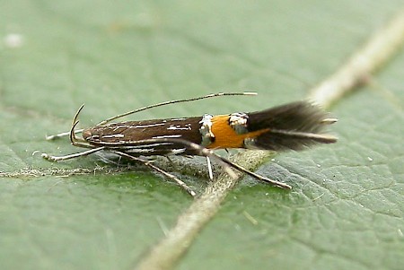 Cosmopterix scribaiella