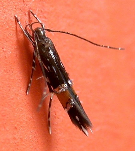 Cosmopterix pulchrimella