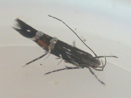 Cosmopterix pulchrimella