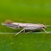 Adult • Dersingham Bog NNR, Norfolk • © Allan Drewitt