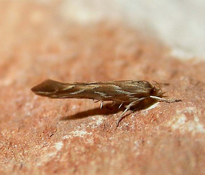 Adult &bull; Poitou-Charentes, France &bull; &copy; Paul Clark