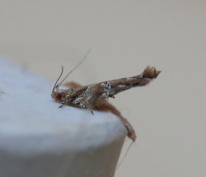 Adult &bull; Fuerteventura, Canary Is. &bull; &copy; Andrew Mitchell