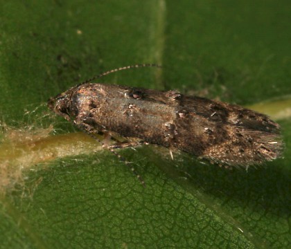 Adult &bull; Netherlands, gen. det. TM &bull; &copy; Tymo Muus