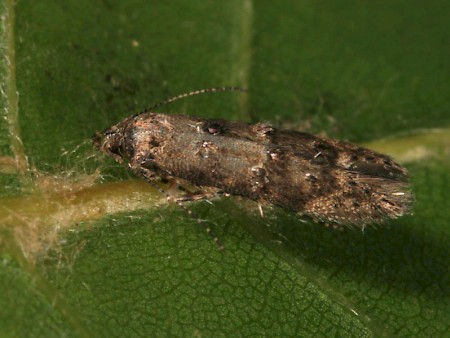 Sorhagenia rhamniella