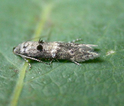 Adult &bull; Luffenham Heath Golf Course, Rutland, gen. det. A. Mackay &bull; &copy; Andy Mackay