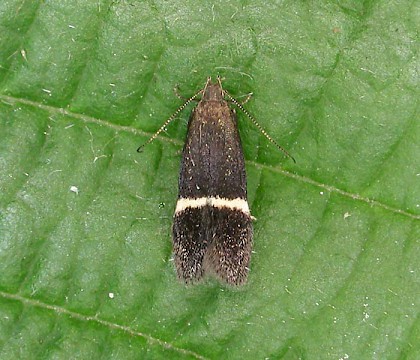 Gelechiidae