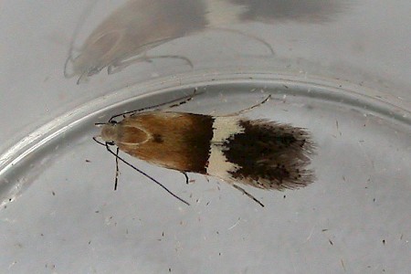 Syncopacma polychromella