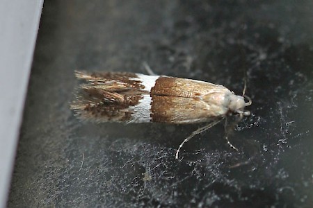 Syncopacma polychromella