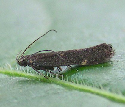 Adult &bull; Chorlton, G. Manchester &bull; &copy; Ben Smart