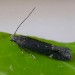 Adult • Imago reared from larva on Medicago sativa • © Ben Smart