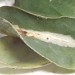 Leaf mine • Leaf mine on Kidney vetch (Anthyllis vulneraria). March. Cheshire. • © Ian Smith