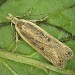 Adult • Upton Towans, Cornwall, reared from larva • © Bob Heckford