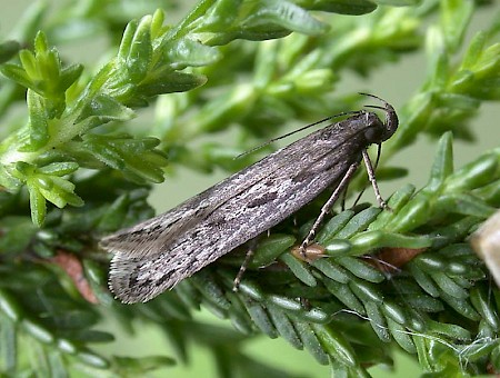 Neofaculta ericetella