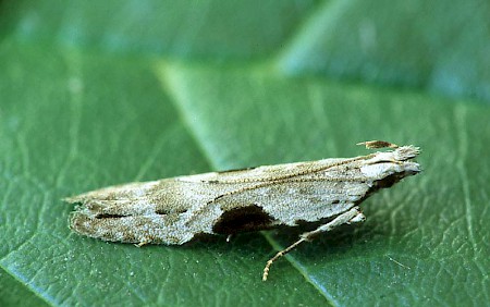 Hypatima rhomboidella