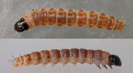 Hypatima rhomboidella