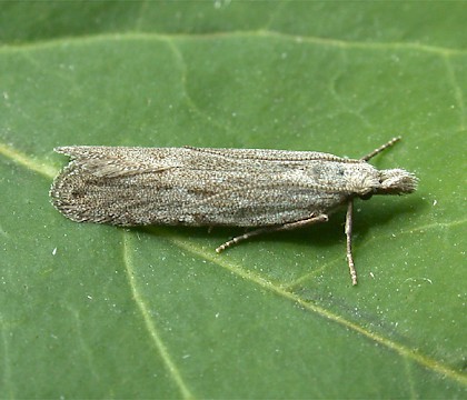 Adult &bull; Luffenham Heath Golf Course, Rutland &bull; &copy; Andy Mackay