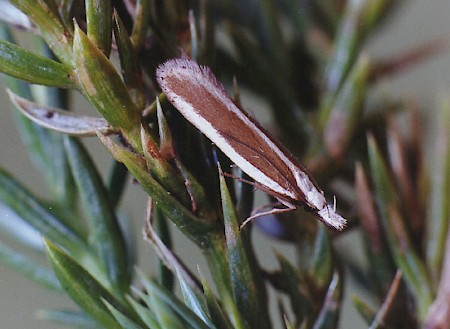 Juniper Webber Dichomeris marginella