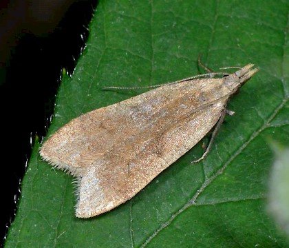 Adult &bull; Belgium &bull; &copy; Jean Marc Michalowski