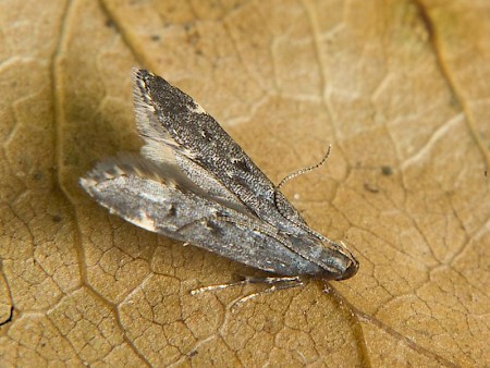 Dichomeris alacella