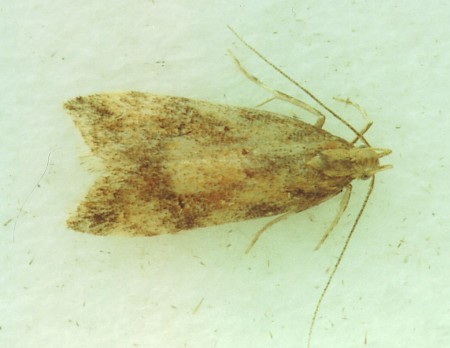 Brachmia blandella