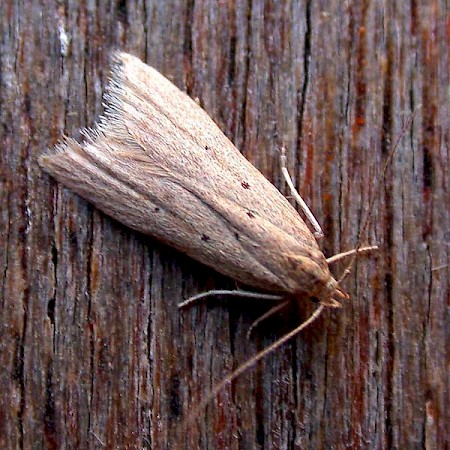 Brachmia inornatella