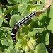 Larva • Eype Beach, Dorset • © Robert Lancaster