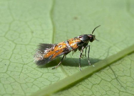 Chrysoesthia drurella