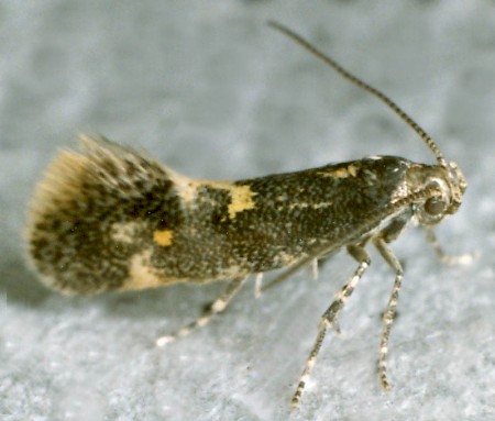 Chrysoesthia sexguttella