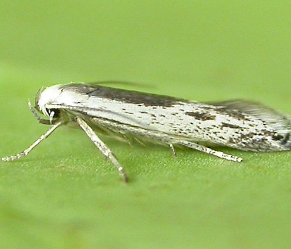 Adult &bull; Lyme Regis, Dorset, ex. larva &bull; &copy; Ben Smart