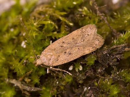 Bryotropha desertella