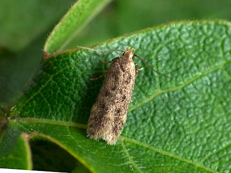 Bryotropha senectella