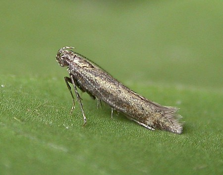 Aristotelia brizella