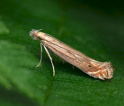 Adult &bull; Halesowen, W. Midlands &bull; &copy; Patrick Clement