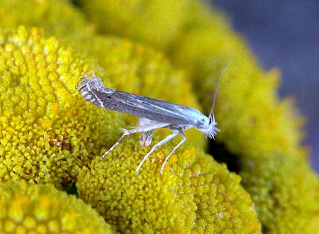 Isophrictis striatella