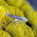 Adult • Egg-laying on Tanacetum vulgare, Stanpit Marsh, Dorset. July. • © Chris Manley