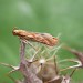 Adult • Reared from seedheads of Carlina vulgaris, Monkton Nature Reserve, Kent • © Francis Solly