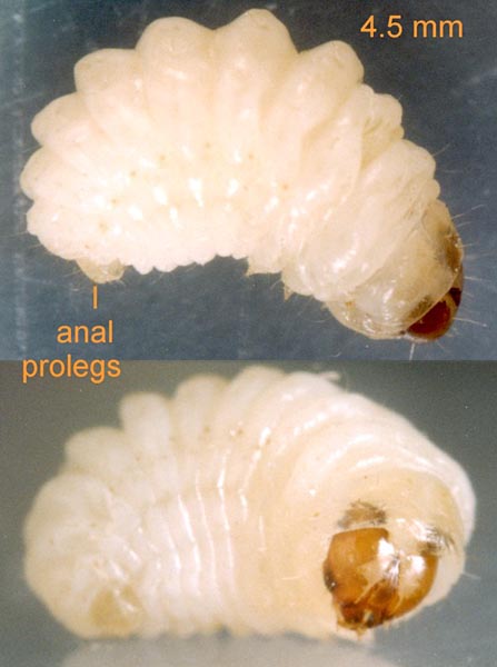 Metzneria lappella