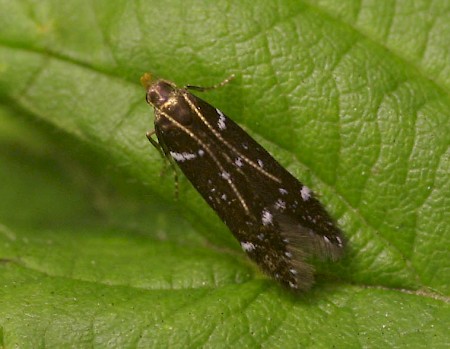 Argolamprotes micella