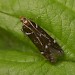 Adult • King's Wood, Near St. Austell, Cornwall, July • © Phil Boggis