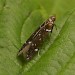 Adult • King's Wood, Near St. Austell, Cornwall, July • © Phil Boggis