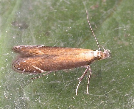 Monochroa cytisella