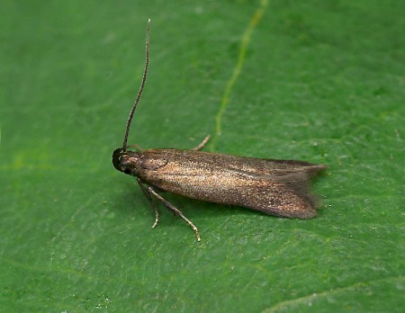 Monochroa tenebrella