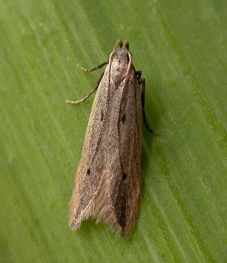 Monochroa divisella