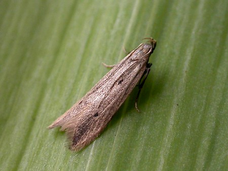 Monochroa divisella