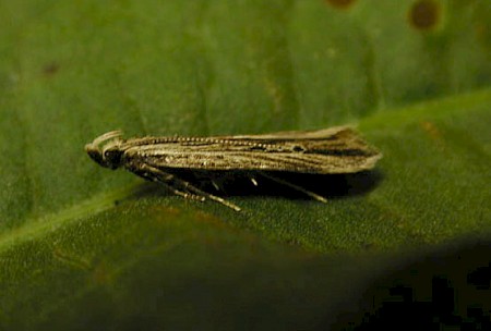 Monochroa palustrellus