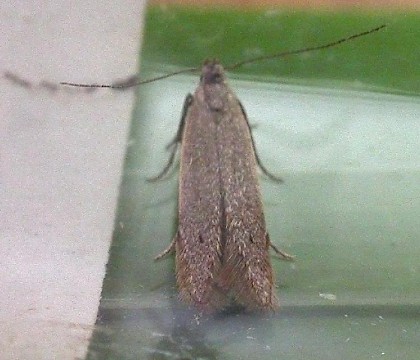 Adult &bull; Dunwich, Suffolk &bull; &copy; Paul Kitchener