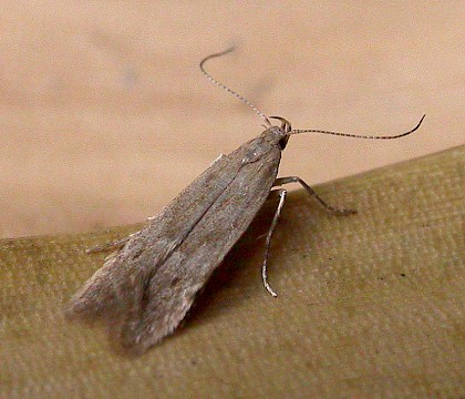 Adult &bull; Dunwich, Suffolk &bull; &copy; Paul Kitchener